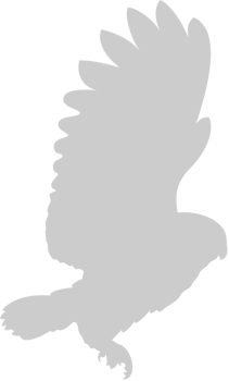Bird vector