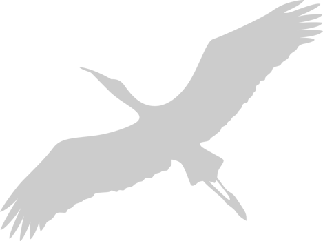 Bird vector
