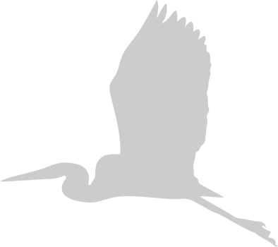 Bird vector