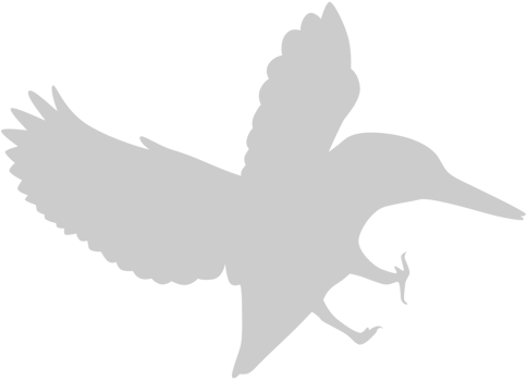 Bird vector