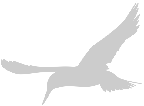 Bird vector