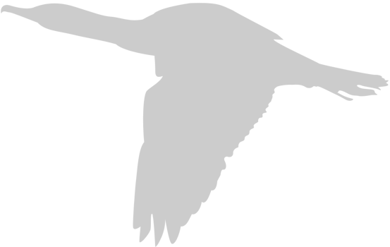 Bird vector