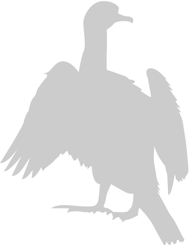 Bird vector