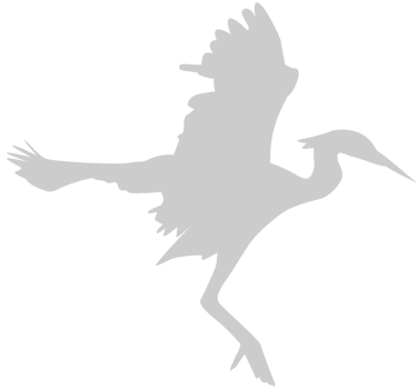 Bird vector