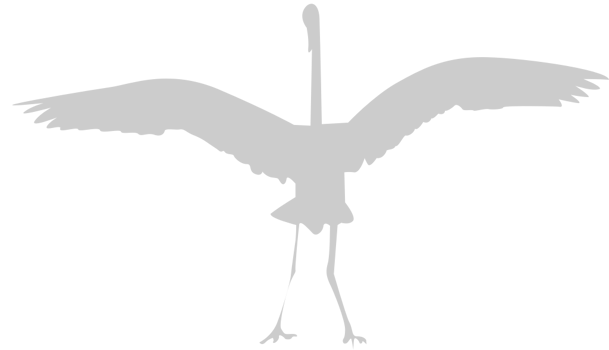 Bird vector