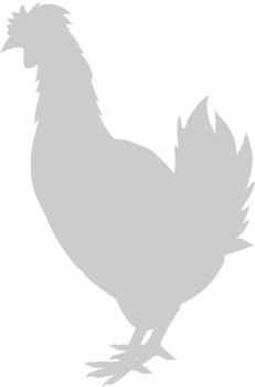 Chicken vector