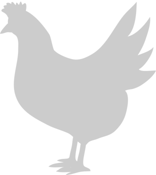 Chicken vector