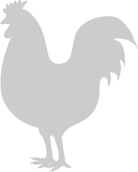 Chicken vector
