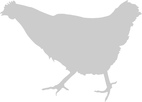 Chicken vector