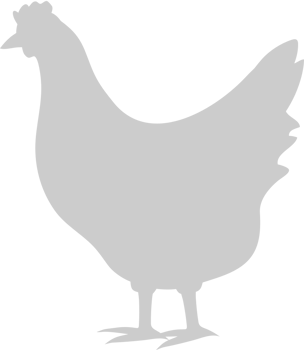 Chicken vector
