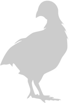 Chicken vector