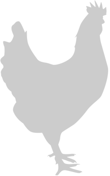 Chicken vector