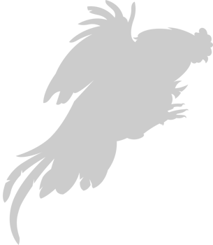 Chicken rooster vector