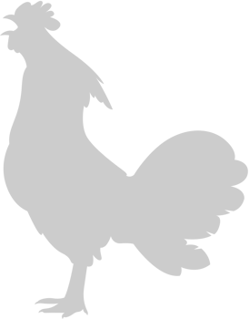 Chicken rooster vector