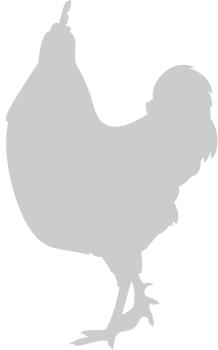 Chicken rooster vector