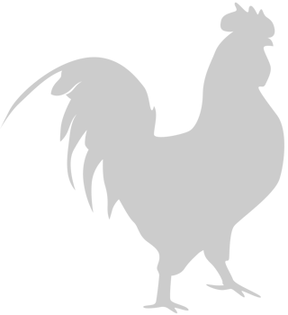 Chicken rooster vector