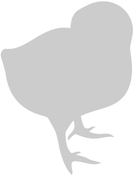 Chicken vector