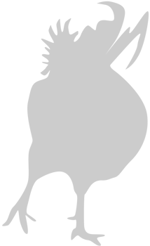 Chicken rooster vector
