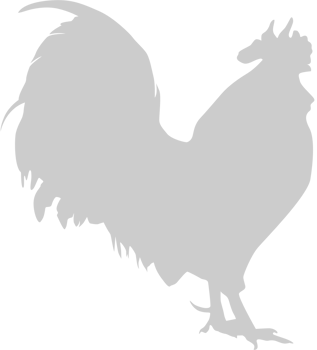Chicken rooster vector