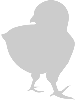 Chicken vector