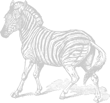 Zebra vector