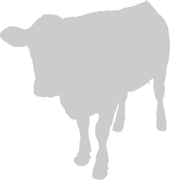 Cow vector