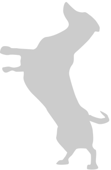 Dog jumping vector