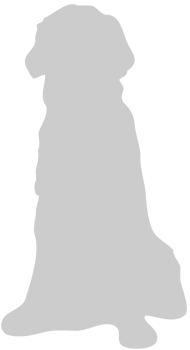 Dog sitting vector