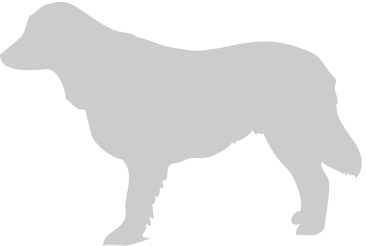 Dog vector