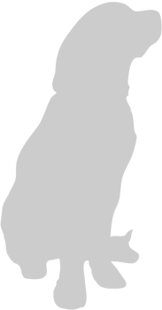 Dog sitting vector