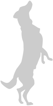 Dog jumping vector