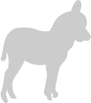 Donkey vector