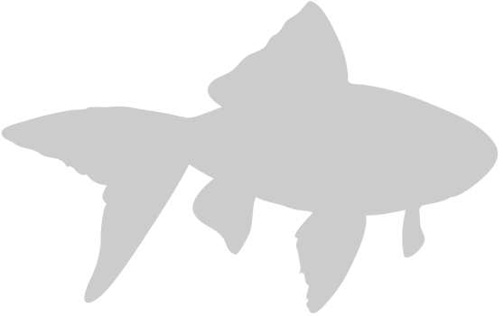 Fish vector
