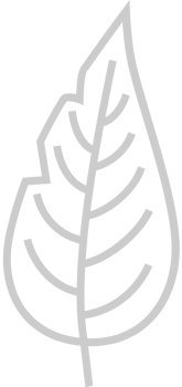 Leaf vector