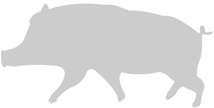 Pig walking vector