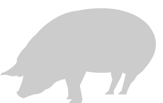 Pig vector