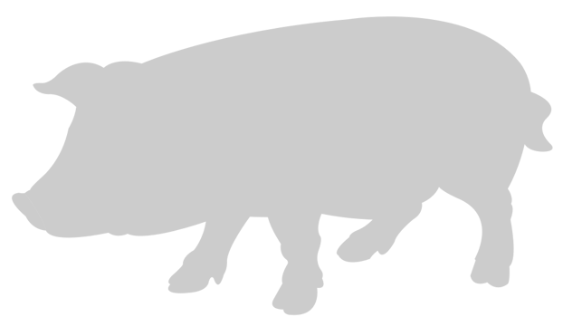 Pig vector