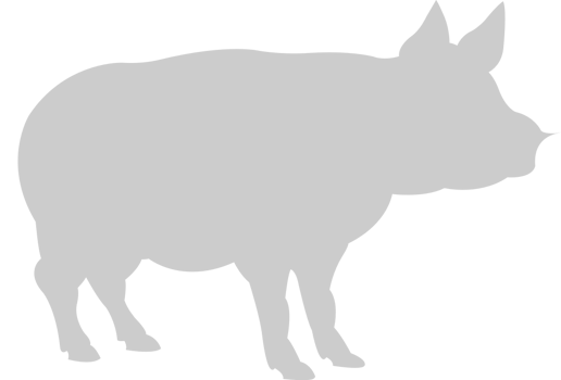 Pig vector
