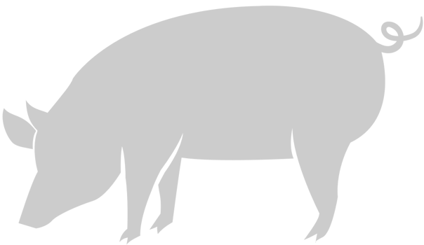 Pig vector