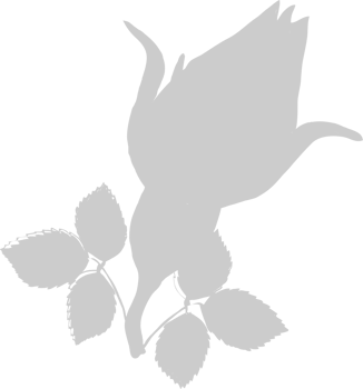 Rose vector