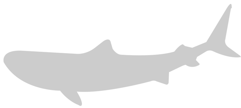 Shark vector