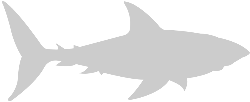 Shark vector