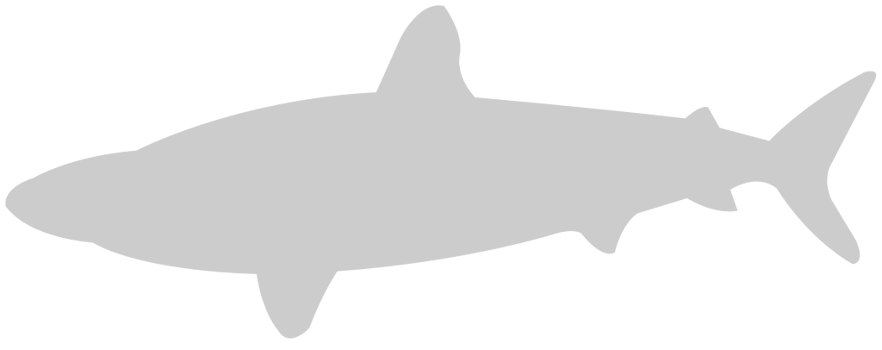 Shark vector