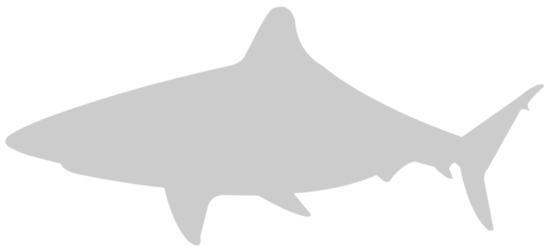 Shark vector