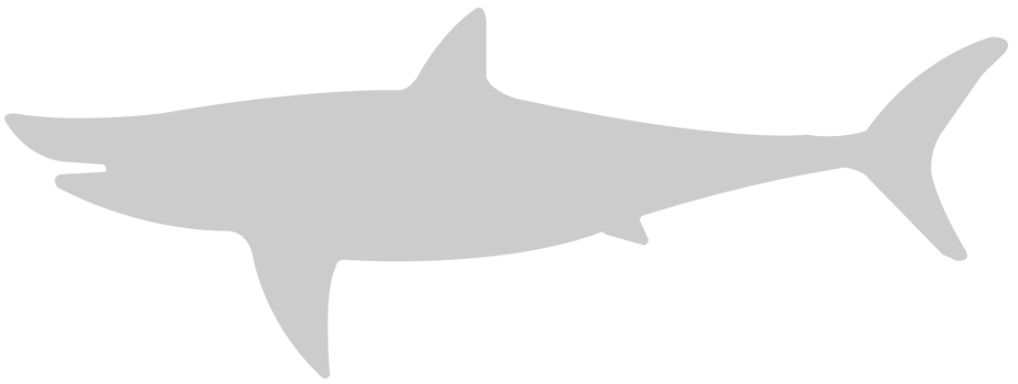 Shark vector