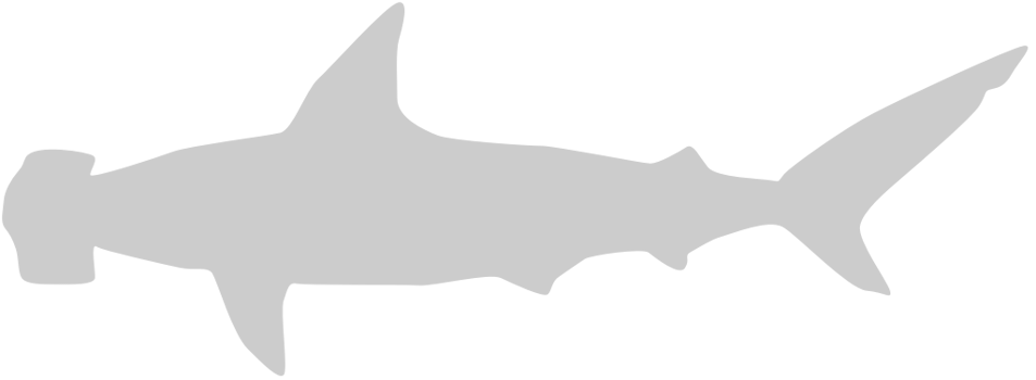 Hammerhead shark vector