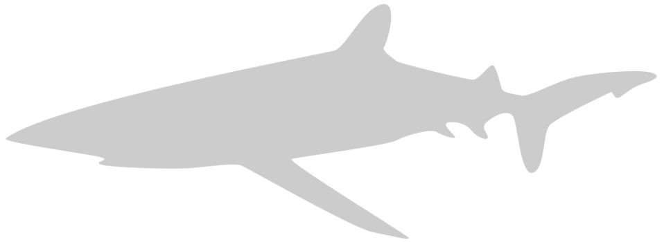Shark vector