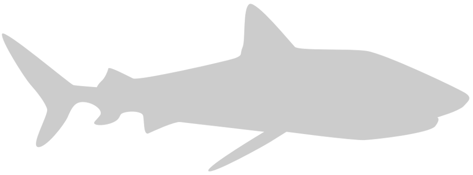 Shark vector