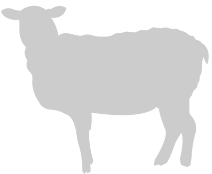 Sheep vector