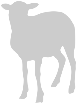 Sheep vector